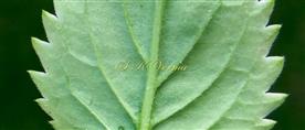   Leaf-Abaxial surface-sparsely pubescent